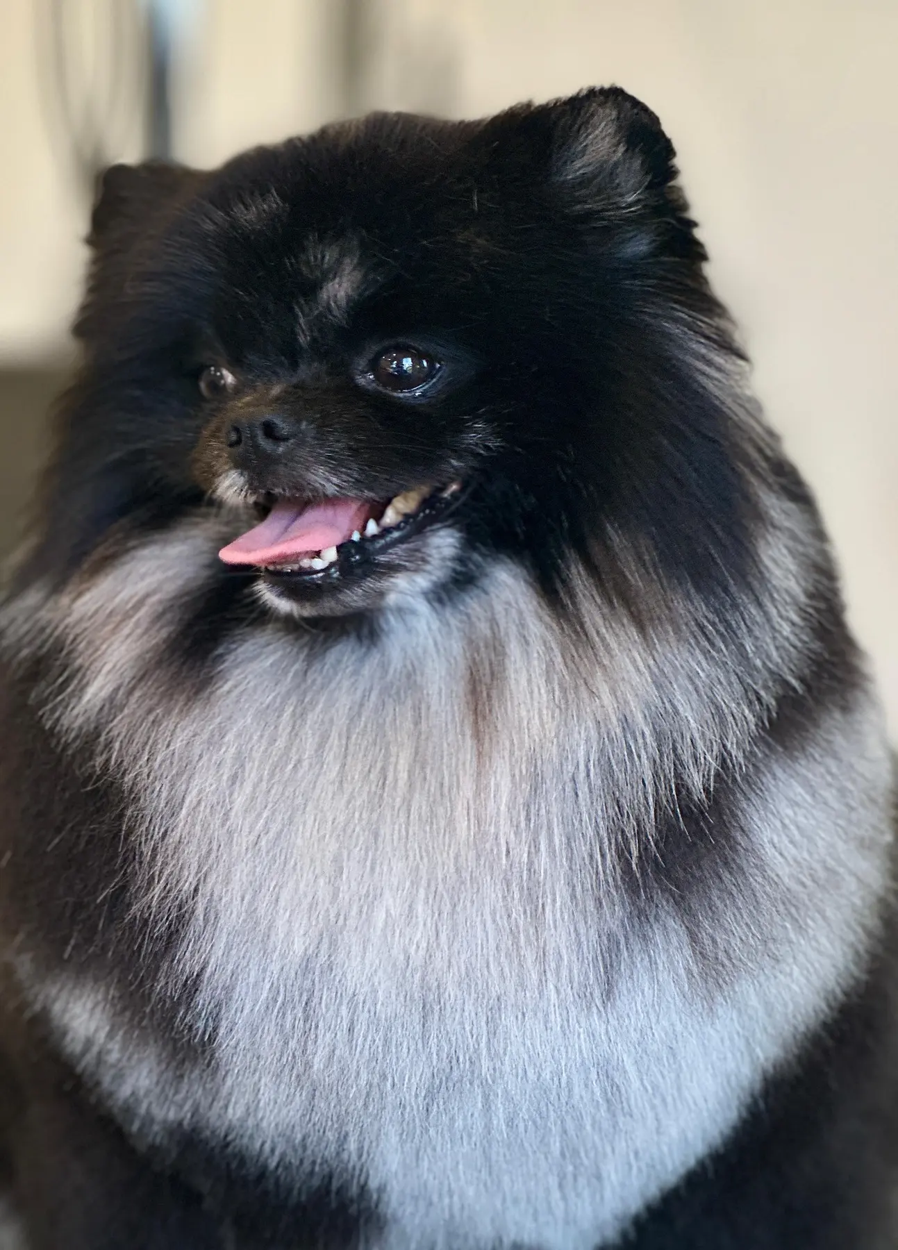 Trabajo real relacionado con Peluquería para Pomerania en Marbella