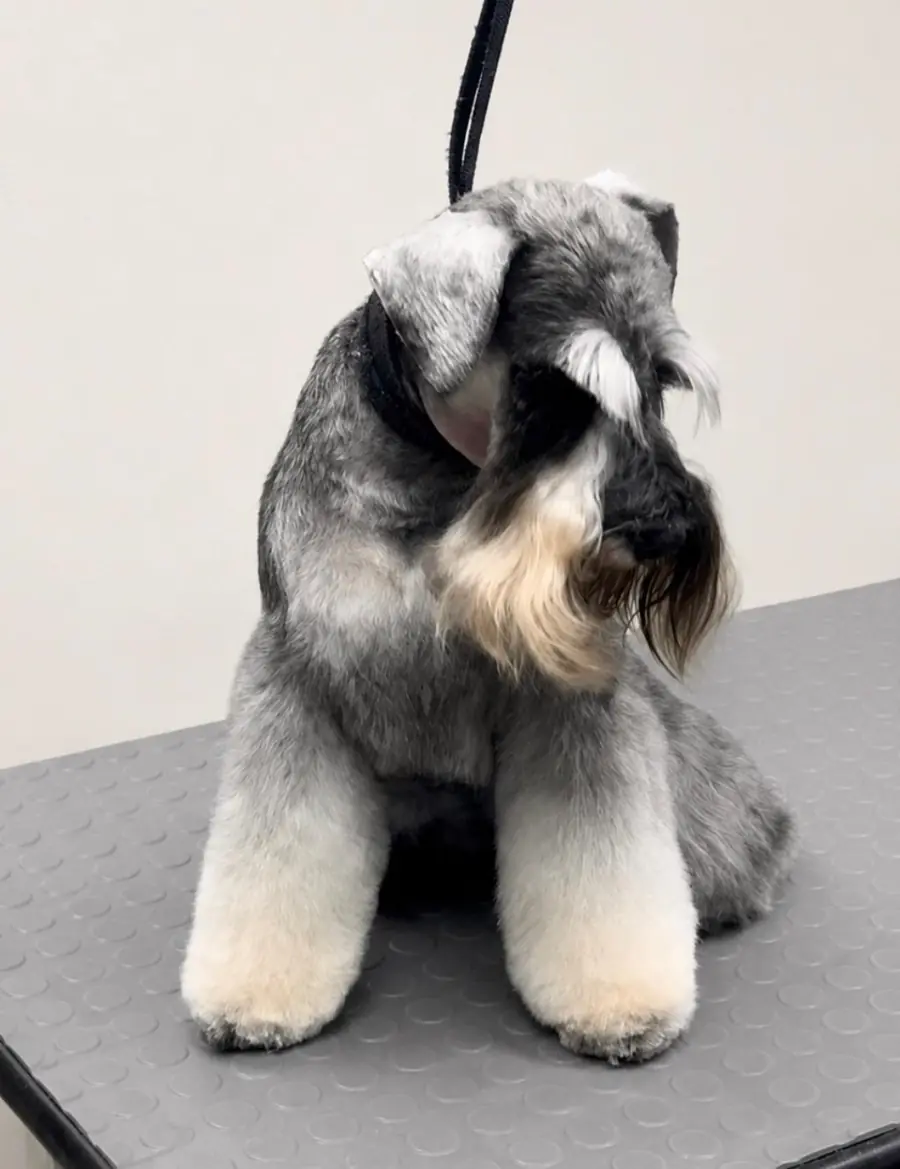 Trabajo real relacionado con Peluquería y stripping para Schnauzer en Marbella